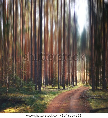 autumn forest background / blurred image of autumn landscape in the forest, pine , vertical lines, sun, bokeh in a forest background, sunset on a forest walk