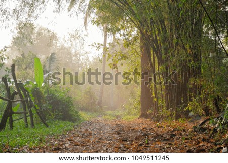 walkway through green forest in the foggy morning sunrise.
