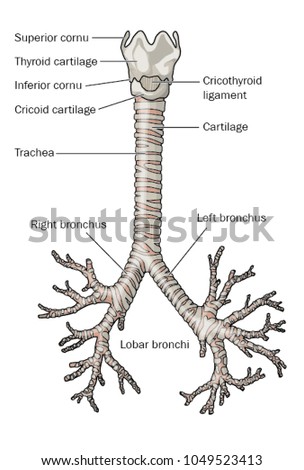 The respiratory tract from the larynx to the lobar bronchi, showing the thyroid cartilage, trachea, right and left bronchi and lobar terminal bronchi Royalty-Free Stock Photo #1049523413