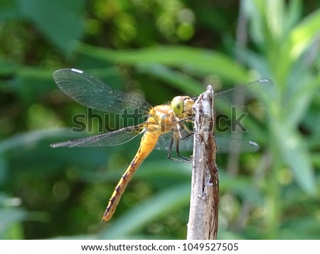 Dragon fly on reed