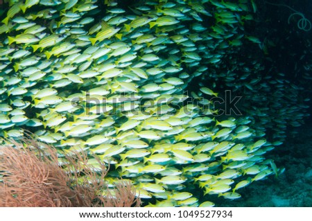 School of blue yellow snapper fish underwater, Maldives.