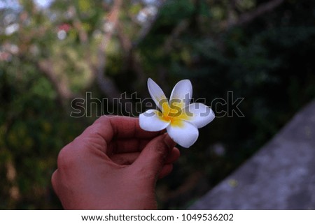 Plumeria white, light yellow Background image blur