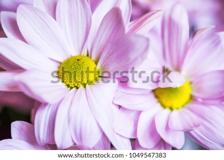 Close up pink chrysanthemum flowers