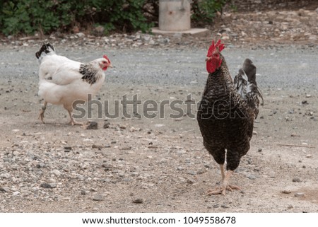 Black chicken (guinea fowl) on gray stony ground