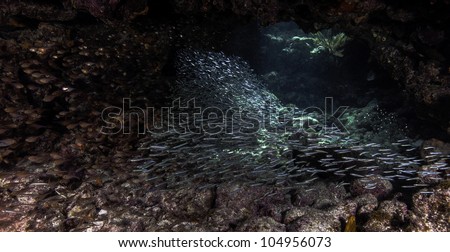 Schooling Fish on Molasses Reef in Key Largo, Florida. Diving at the John Pennekamp State Park.
