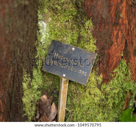 The Trunk and Sign for a Dawn Redwood Tree (Metasequoia glyptosroboides) by a Stream in a garden in Rural Devon, England, UK