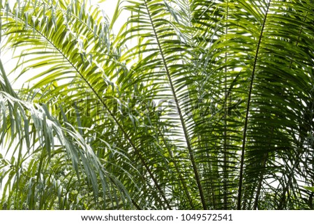 Green palm leaves with sunlight.