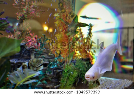 Great Pangasius albino decorating aquarium
