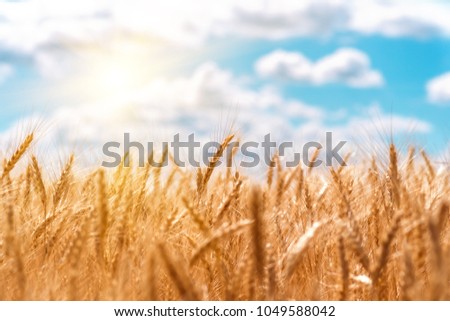 gold ears of wheat against the blue sky and clouds, wheat field closeup, agriculture background