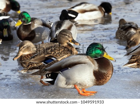Flock of the mallards on the snow. Birds on the pond in early spring. Wild birds in the city.