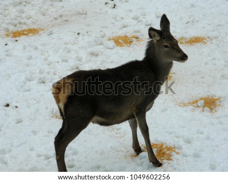 deer in the forest in the winter period