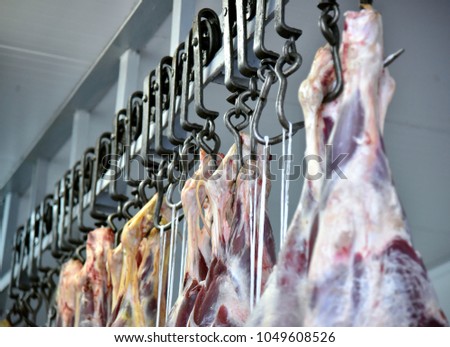 Pork is suspended on metal hooks of meat processing plant conveyor
