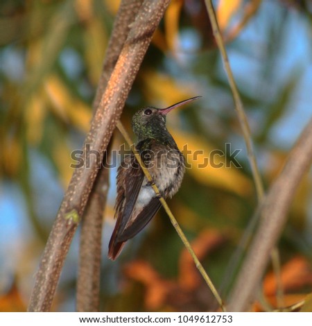 hummingbird close up nature photo
