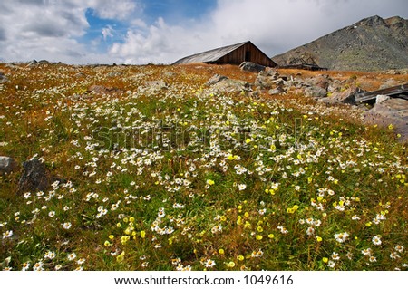 mountains landscape and flowers
