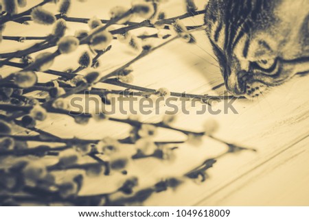 Cat on a wooden background. Willow