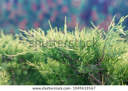 natural background of green twigs of thuyas, selective focus shallow depth of field
