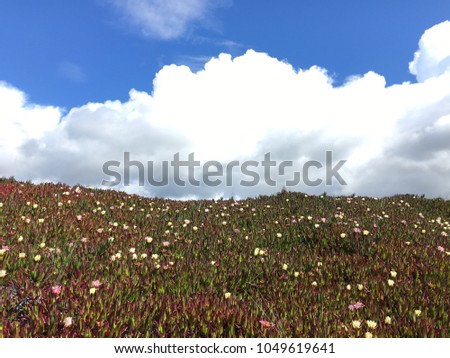 Succulent flowers with blue cloudy sky