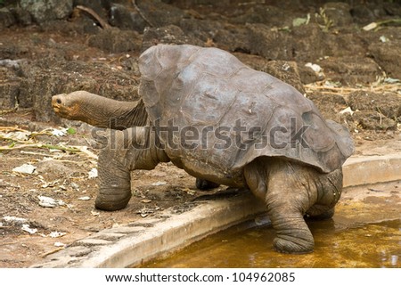 Lonesome George, a famous giant Galapagos tortoise. Royalty-Free Stock Photo #104962085