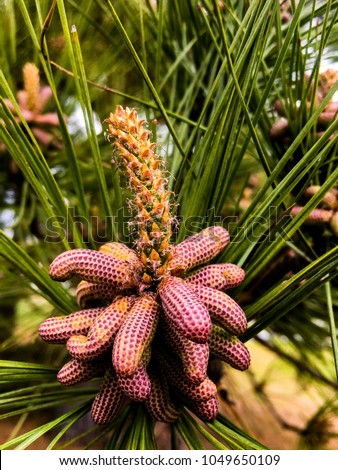 Closeup of the early stage of the pollen cones or catkins of the Loblolly Pine tree in mid March in North Carolina. Royalty-Free Stock Photo #1049650109