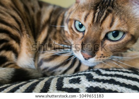 cat of Bengal