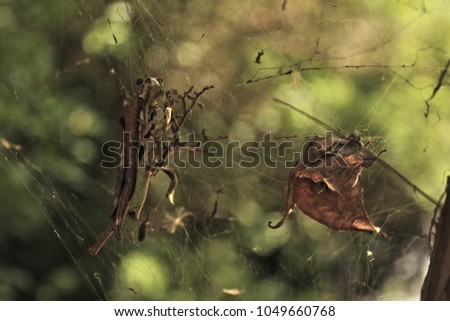 Weathered spider web in the green forest. Abstract bokeh background