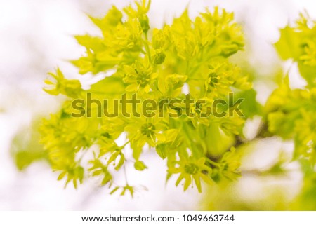 Abstract blurred floral background. Full blooming and first leafs of forest tree. Spring, feast, celebration and beautiful flower decoration concept. Closeup with soft selective focus