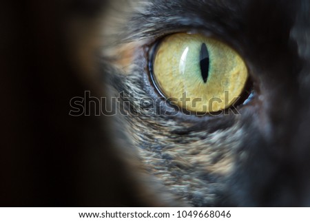 closeup of a cat's eye, Black background