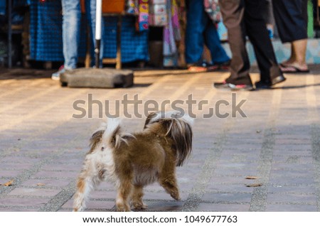 A small dog standing bravely.