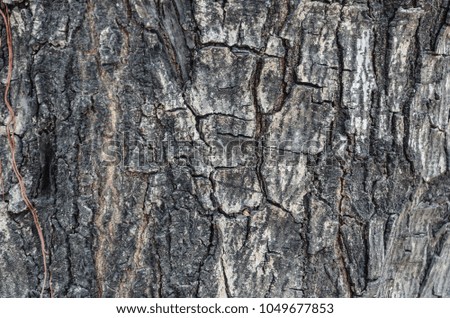 The bark in the center of the trunk is gray.