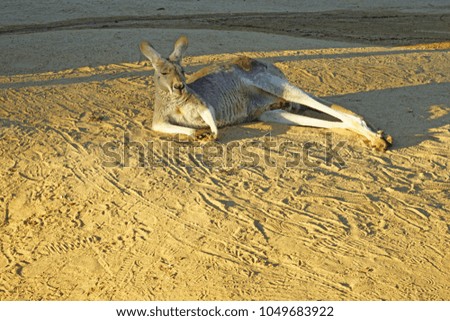 A kangaroo lounging on the ground in Australia