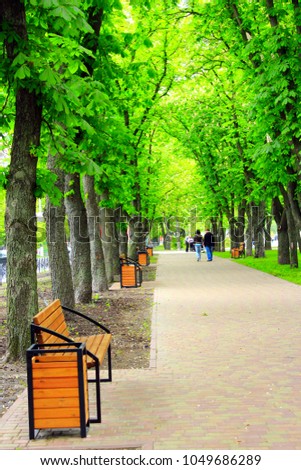 Footpath in city park with big trees and benches. Relax place in city. Beautiful summer park