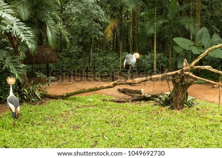 Toucan on the branch in tropical forest of Brazil