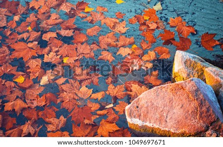 Leaves on lake in autumn