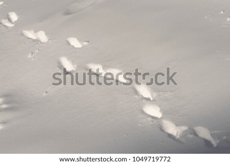 Animal footprints in the snow. Winter background.