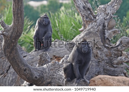 black macaque family