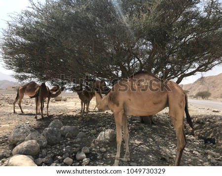 Camel in the desert of Wadi Bia, Ras Al Khaimah, UAE