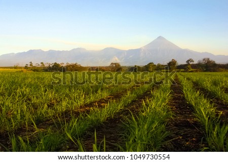 View of a sugarcane field in Retalhuleu, Guatemala. It the back, Volcán Santiaguito. Royalty-Free Stock Photo #1049730554