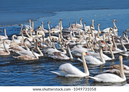 Group of white swans swimming in blue water. Cygnus olor