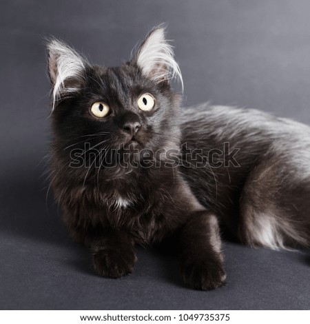 Young charming black cat with white long hair in the ears.