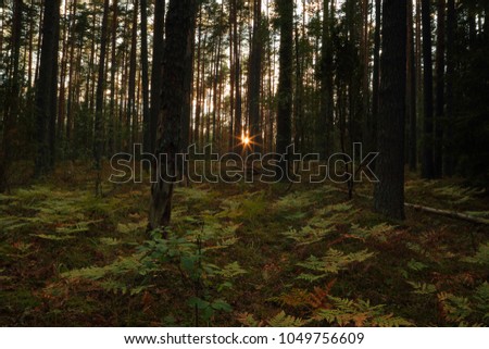 The light of the sun in the evening forest.