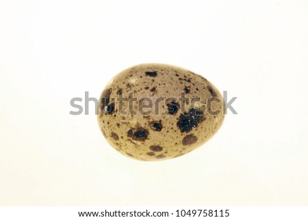 Quail egg. Photo of the quail egg