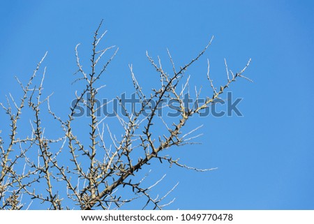 branch of a tree without leaves against a background of blue sky, natural background