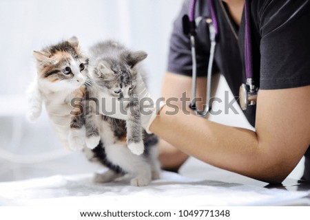 Young female veterinary doctor looking on cute kitten. Cat in a veterinary clinic. Veterinarian surgeon at vet clinic is examining cute cats
