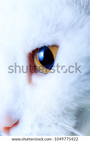 Cat eye detail. yellow eyes of a white cat.