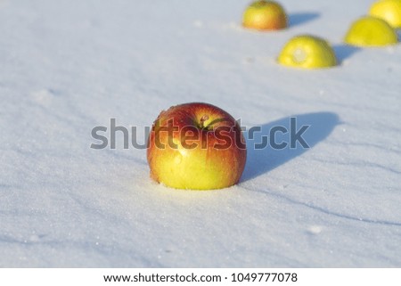 Apples in the snow.