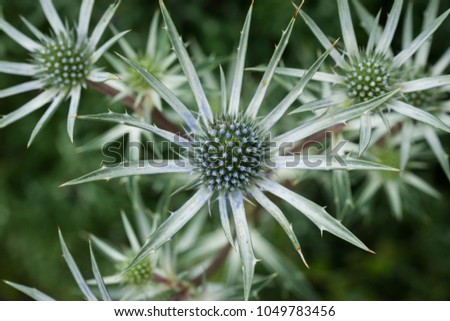 A Green Thistle
