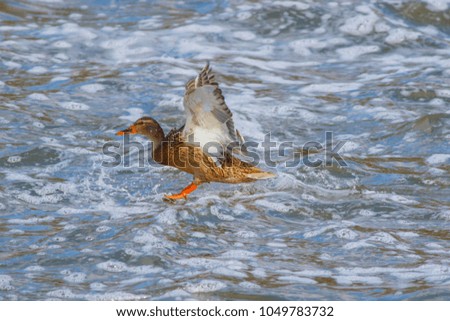 A wild duck is flying over the water of a winter lake.