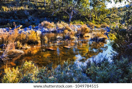 Frost and ice covered shallow Snowy river in Snowy mountains beneath Guthega dam in evergreen gumtree woods. Cold winter morning whitens river shore plants and trees with frost.