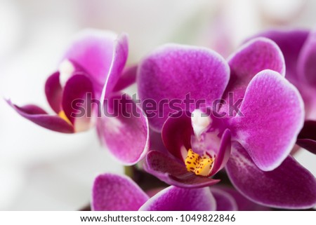 A macro photo of a beautiful vibrant purple orchid