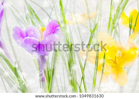 Yellow and purple spring in the white snow. Double exposure image. Selective focus
